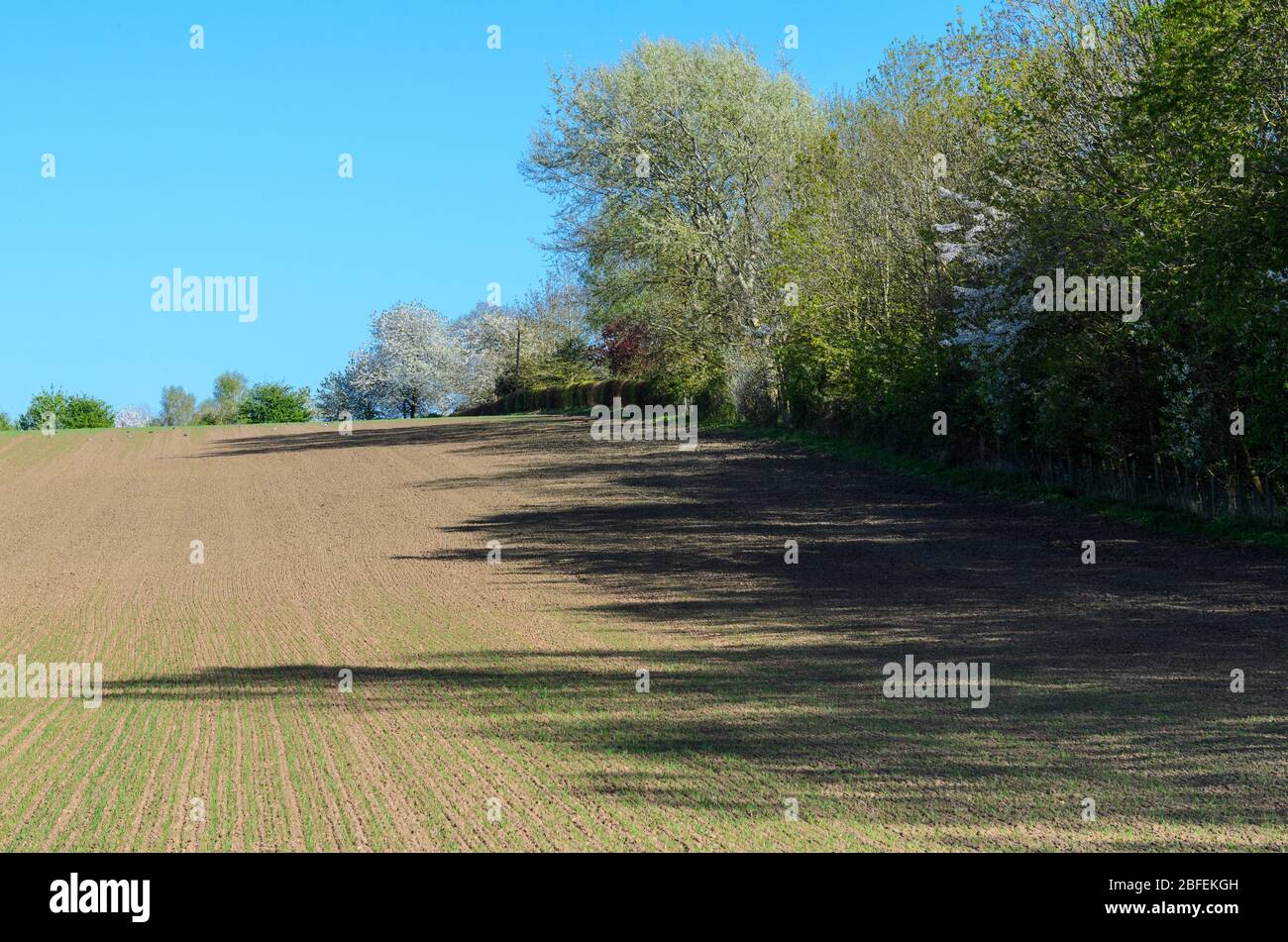 Ombres, texture et couleur dans les champs de ferme de Bredon, Worcestershire, Angleterre, Royaume-Uni Banque D'Images