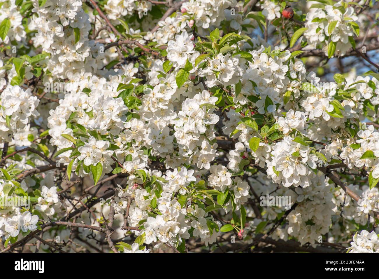 Gros plan de fleurs blanches de pommier en fleurs blanches pour une utilisation comme texture Banque D'Images