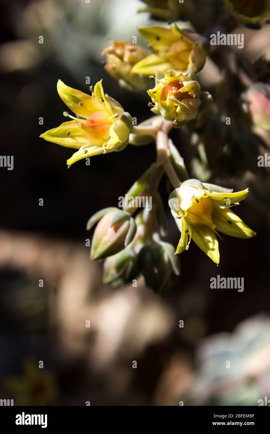 Photo macro de la fleur jaune en forme de cloche d'un cultivar d'echeveria Banque D'Images
