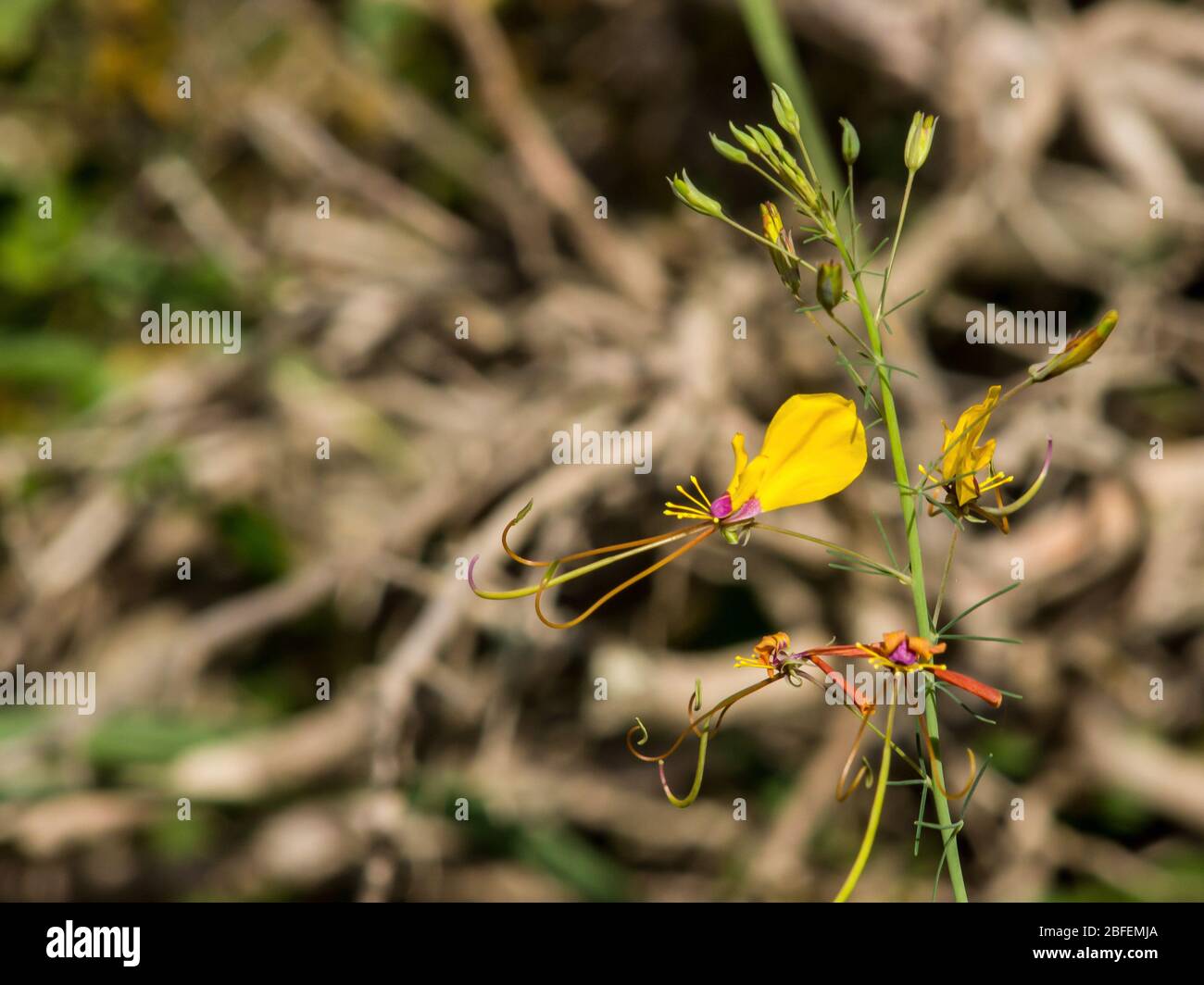 Une fleur sauvage appelée les murmures de souris jaunes, également connue sous le nom de Cleome jaune ou doré, photographiée dans le Parc national Kruger, Afrique du Sud Banque D'Images