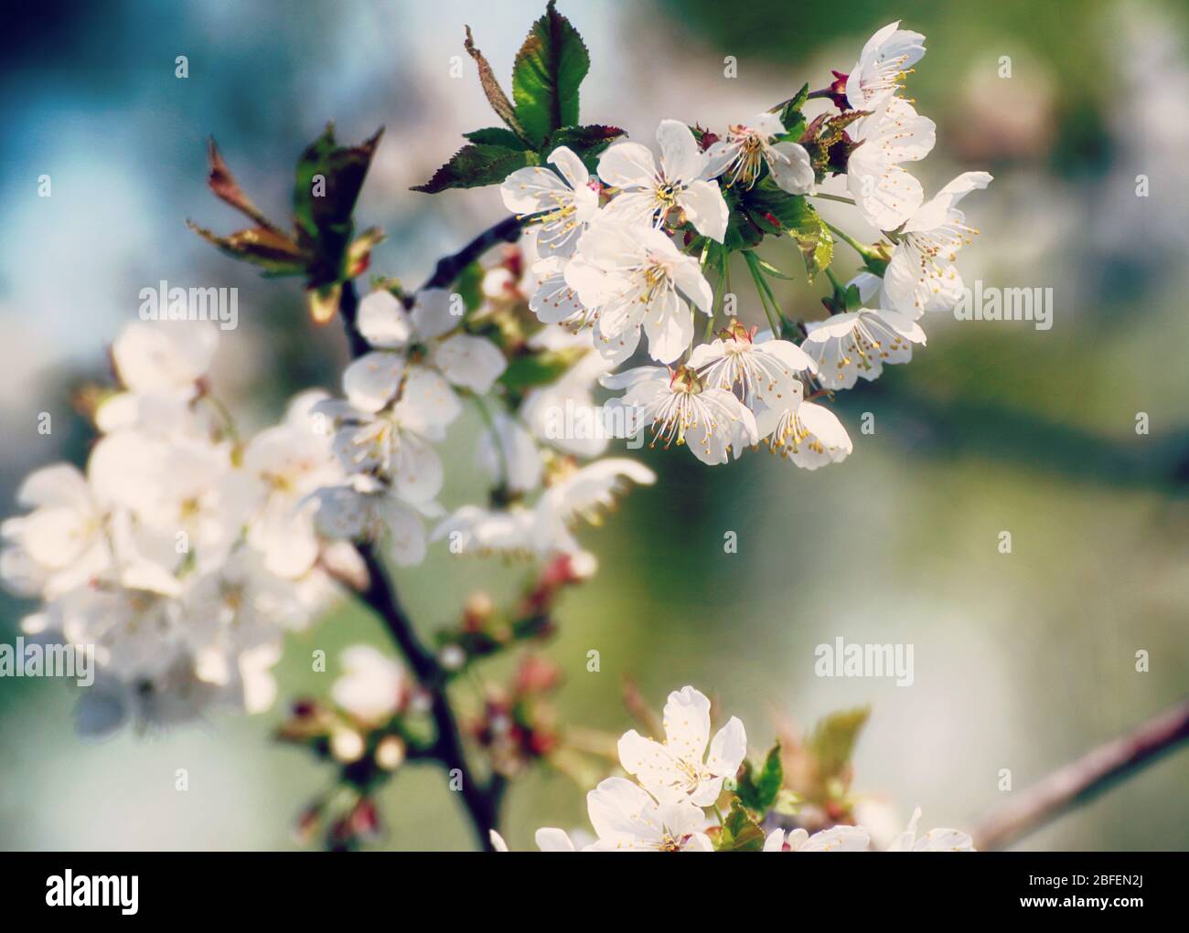 Printemps dans le Bayern, avril apporte des fleurs blanches sur les pommiers contre le ciel bleu, gros plan, doux foyer Banque D'Images
