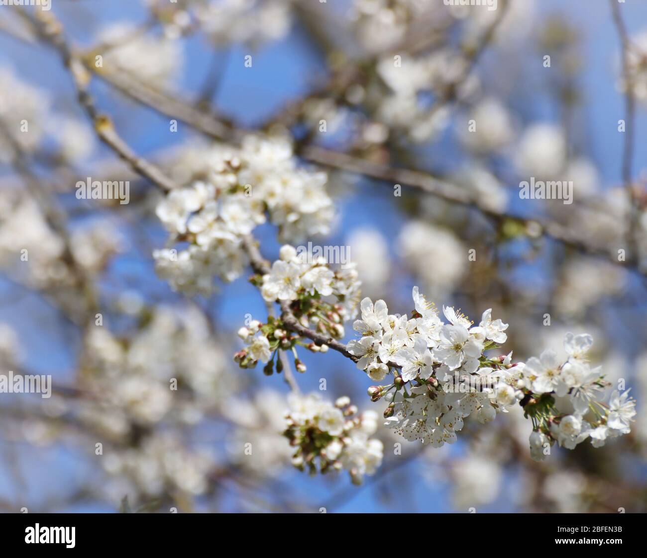 Printemps au Bayern, fleurs blanches sur les pommiers contre le ciel bleu, gros plan, doux foyer Banque D'Images