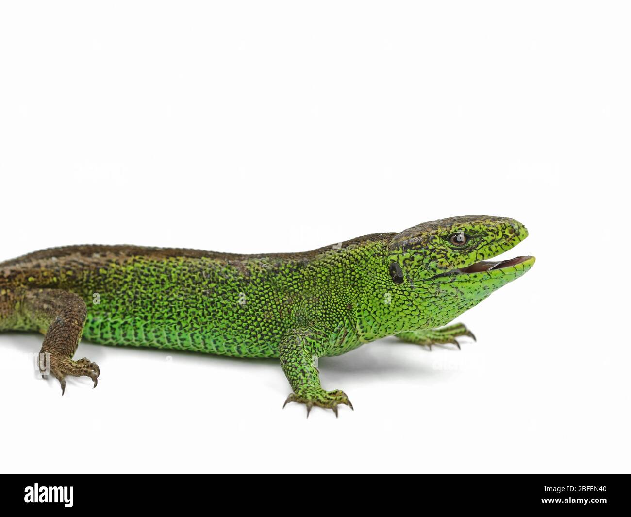 Lézard vert mâle, Lacerta agilis, à bouche ouverte, vue latérale, isolé sur fond blanc Banque D'Images