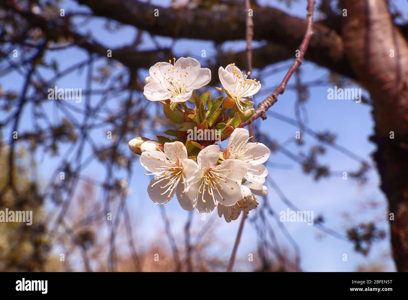 Printemps au Bayern, fleurs blanches sur les pommiers dans le jardin, foyer doux Banque D'Images