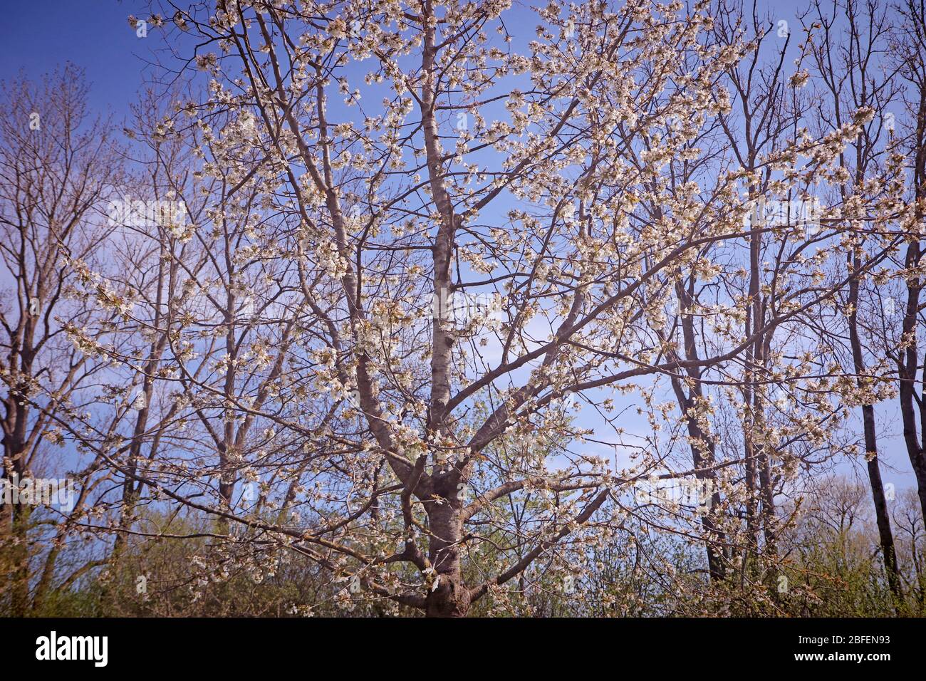 Printemps au Bayern, fleurs roses-blanches sur les pommiers dans le verger contre un ciel bleu, point de mire doux Banque D'Images