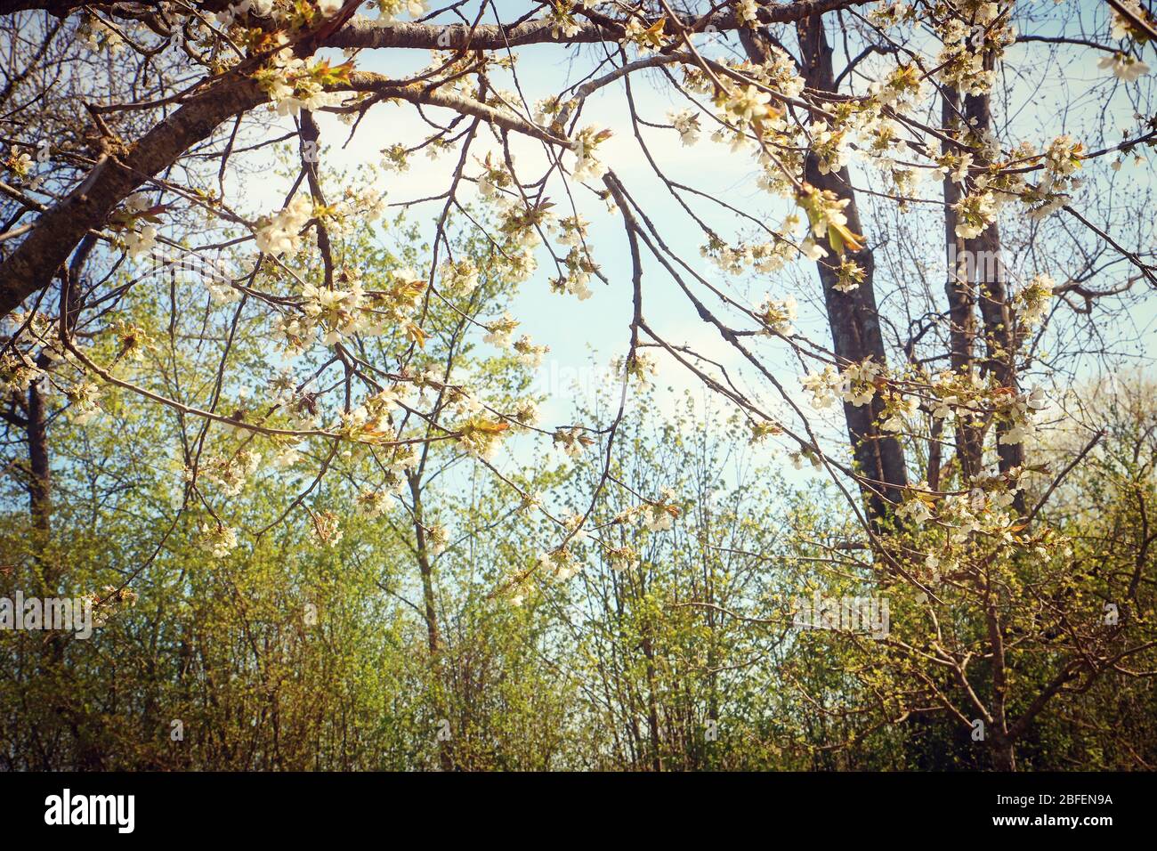 Printemps au Bayern, branches de pommiers pleines de fleurs blanches dans le verger, point de mire doux Banque D'Images