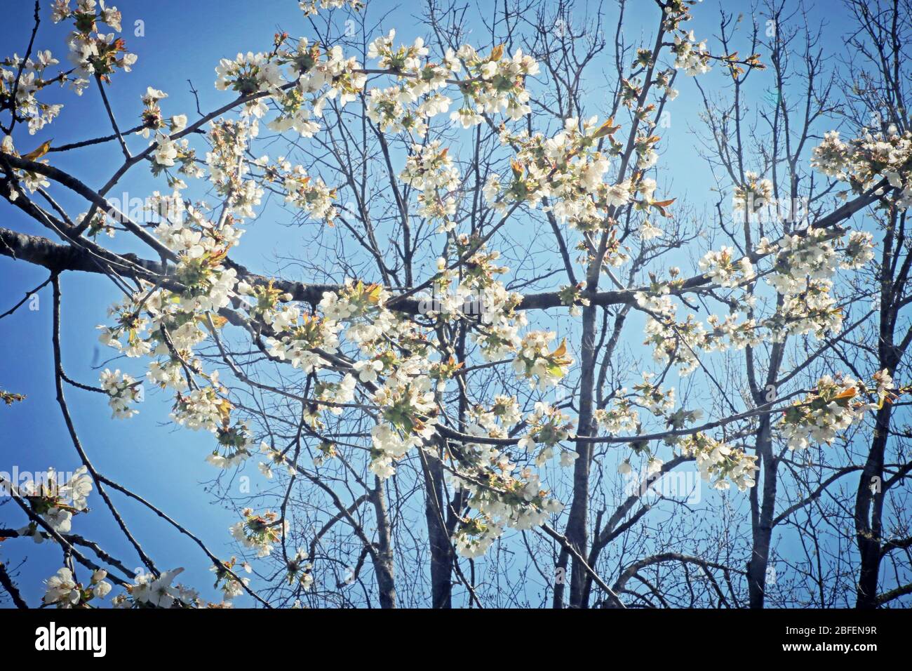 Printemps au Bayern, branches de pommiers pleines de fleurs blanches contre le ciel bleu, foyer doux Banque D'Images