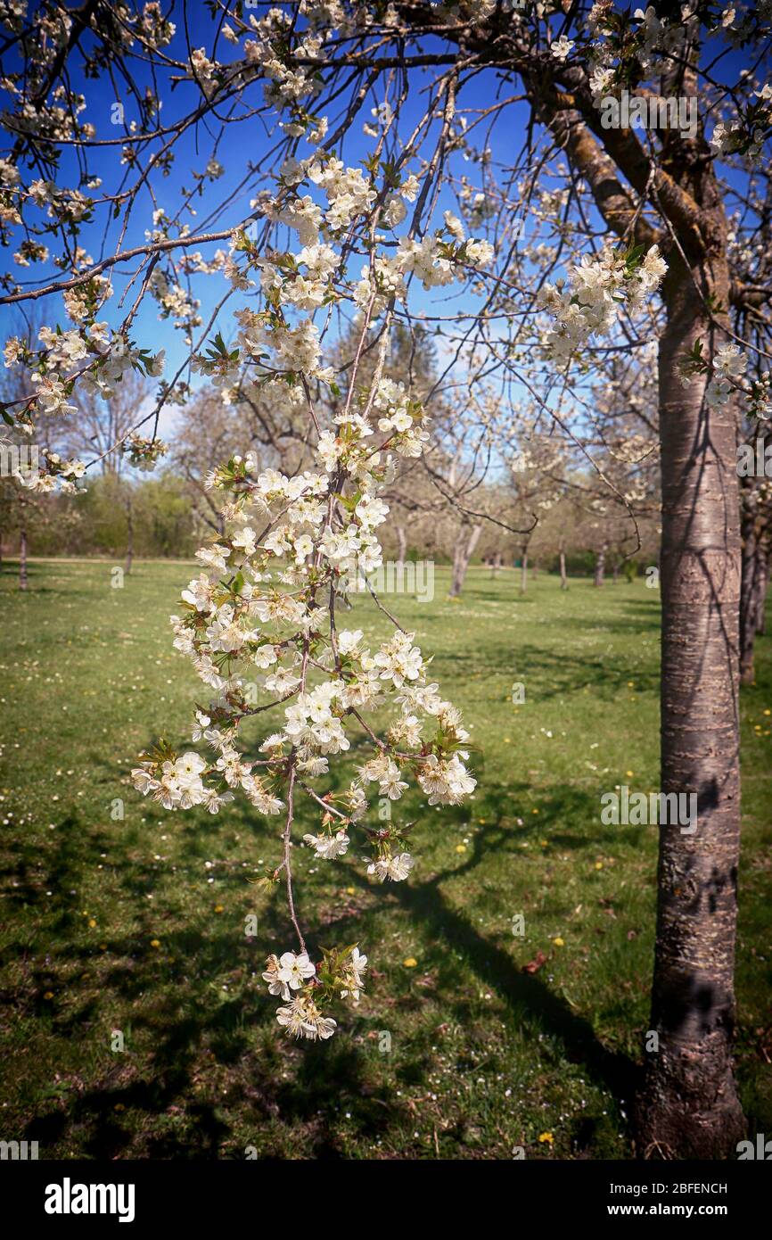 Printemps au Bayern, branche d'arbres de pomme pleine de fleurs blanches dans le verger, point de mire doux Banque D'Images