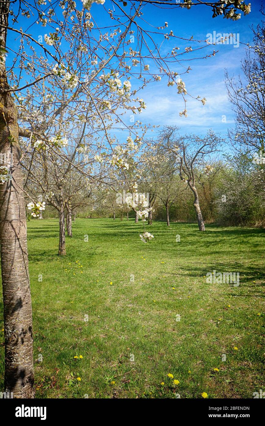 Paysage printanier du Bayern: Premières fleurs blanches roses sur les branches de pommiers dans la campagne, point de mire doux Banque D'Images