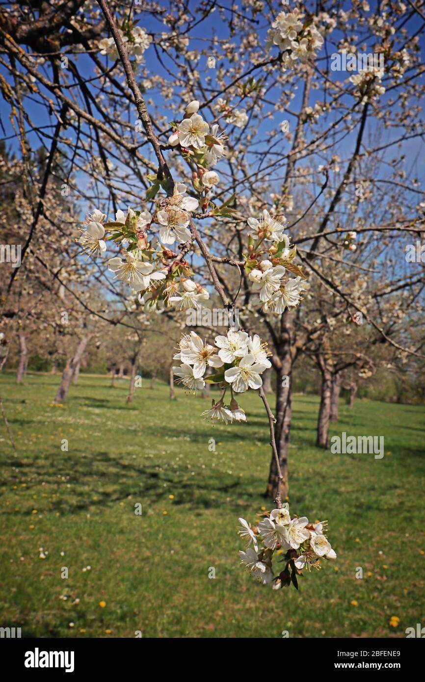 Printemps au Bayern, branches de pommiers pleines de fleurs blanches dans le verger, point de mire doux Banque D'Images