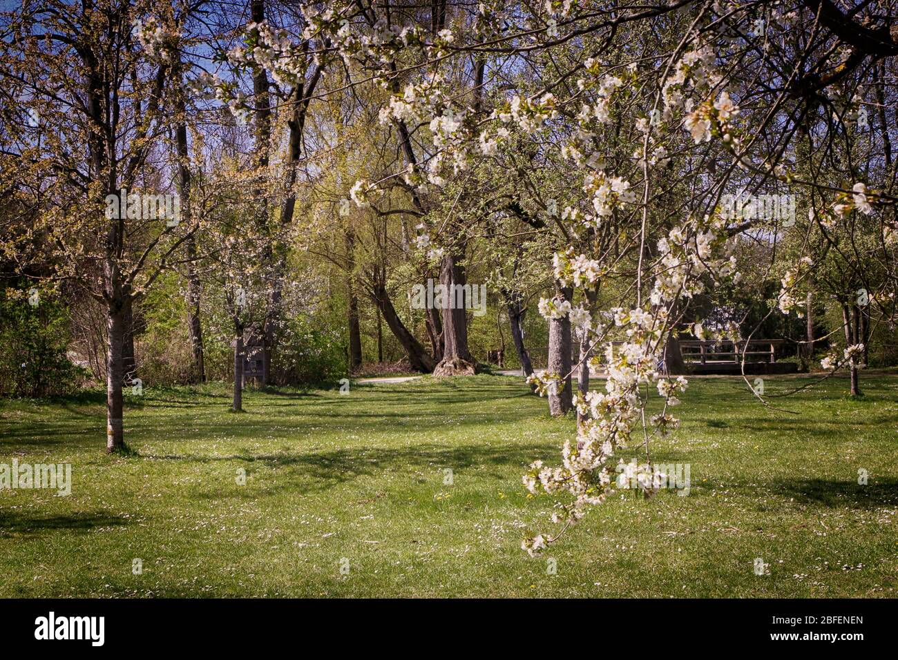 Paysage printanier du Bayern: Premières fleurs blanches roses sur les branches de pommiers dans la campagne, point de mire doux Banque D'Images