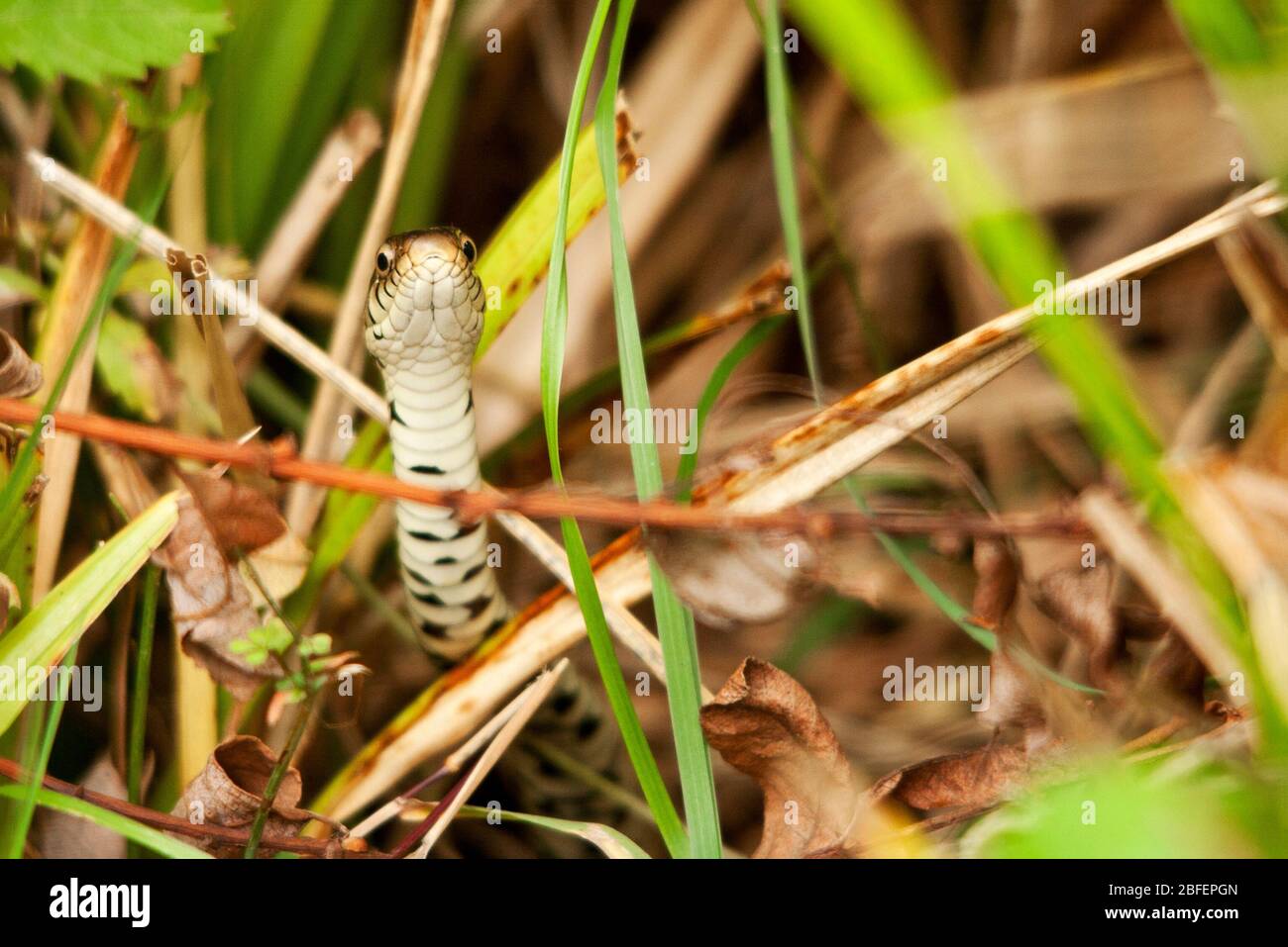 Serpent natrix natrix corps verdâtre avec des taches sombres le long des flancs de dessous blanc avec des inscriptions sombres. A des élèves ronds et un col jaune Banque D'Images