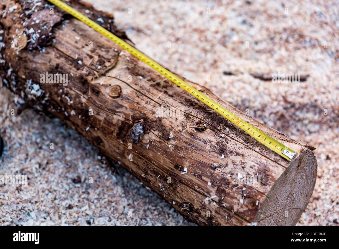 Mesure de la longueur de la bûche de bois sur la sciure avec un mètre-ruban jaune. Des outils de bûcherons au travail. Menuiserie Banque D'Images