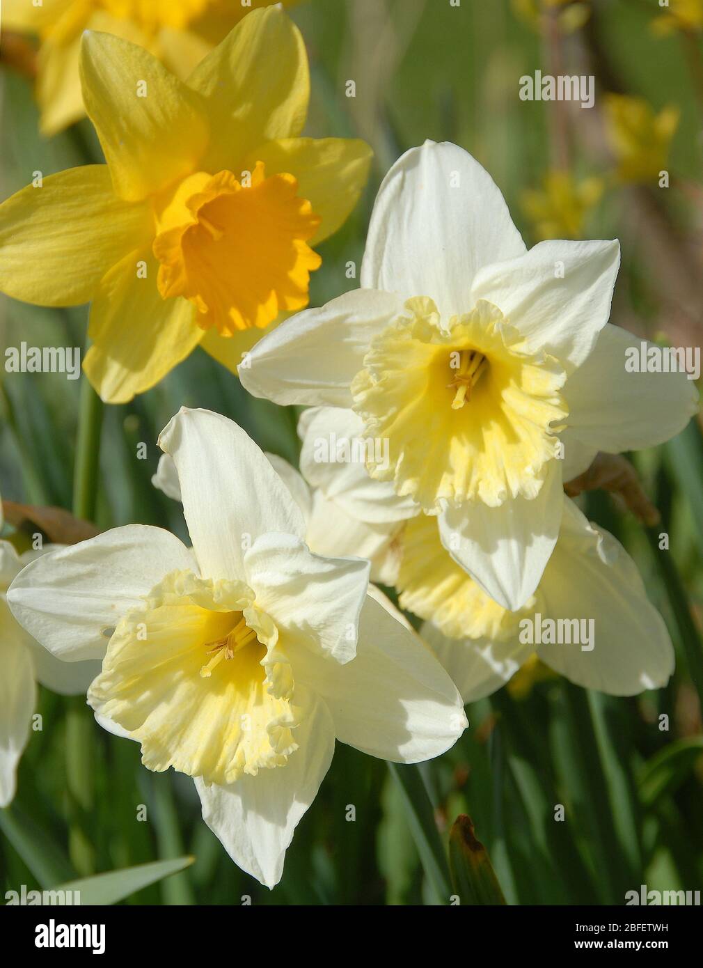 Narcisse 'Ice Folliess' Division 2;Grand-cuped;et Division I yello  Narcisses' King Alfred classique grand daffodil Photo Stock - Alamy