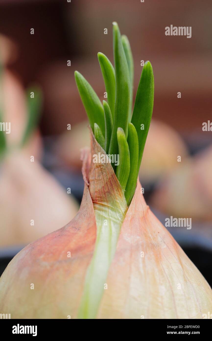 Allium cesp var. Aggregatum 'Golden Gourmet'. Les pousses vertes émergent des échalotes ont commencé dans des plateaux modulaires. ROYAUME-UNI Banque D'Images