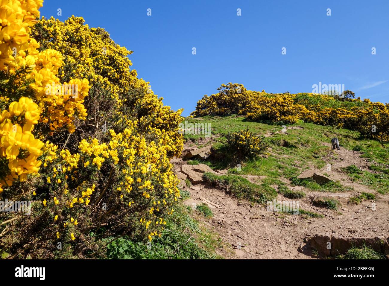 Chemin vers le haut de la loi Berwick, Nord Berwick - buissons de gorge au printemps Banque D'Images