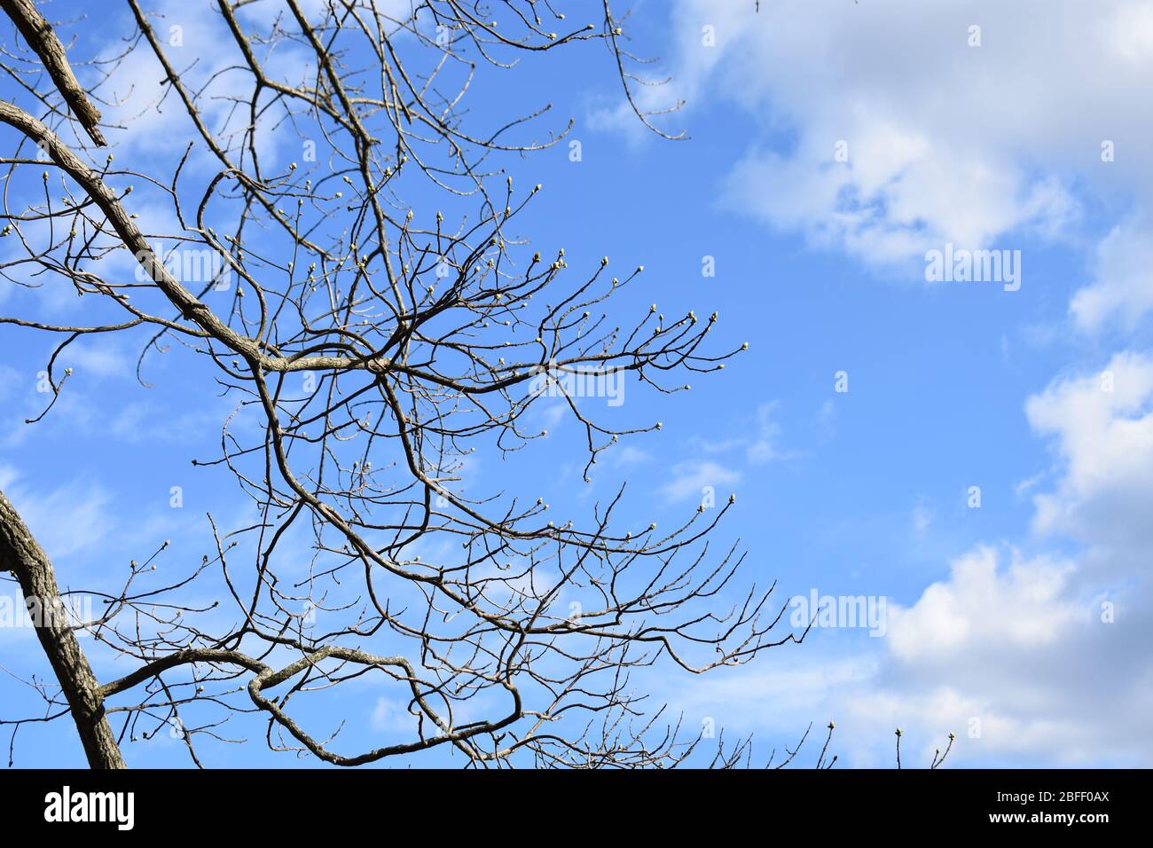 De nouveaux bourgeons qui poussent sur un vieux pont, New Jersey, arbre, au début du printemps, après un hiver avec des branches stériles Banque D'Images