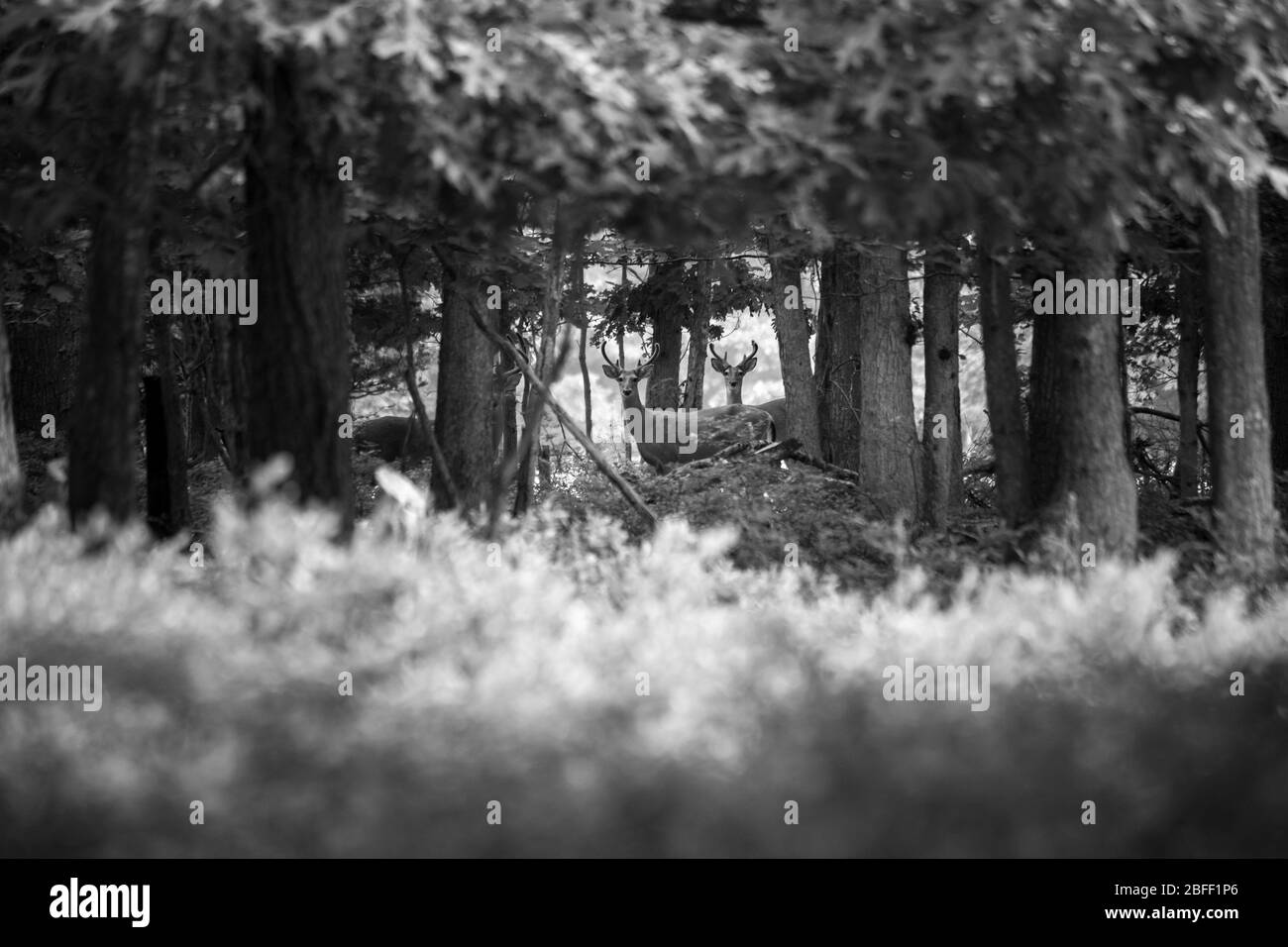 Le cerf de queue blanc se promène dans une forêt épaisse. Banque D'Images Le cerf de queue blanc se promène dans une forêt épaisse. Banque D'Images