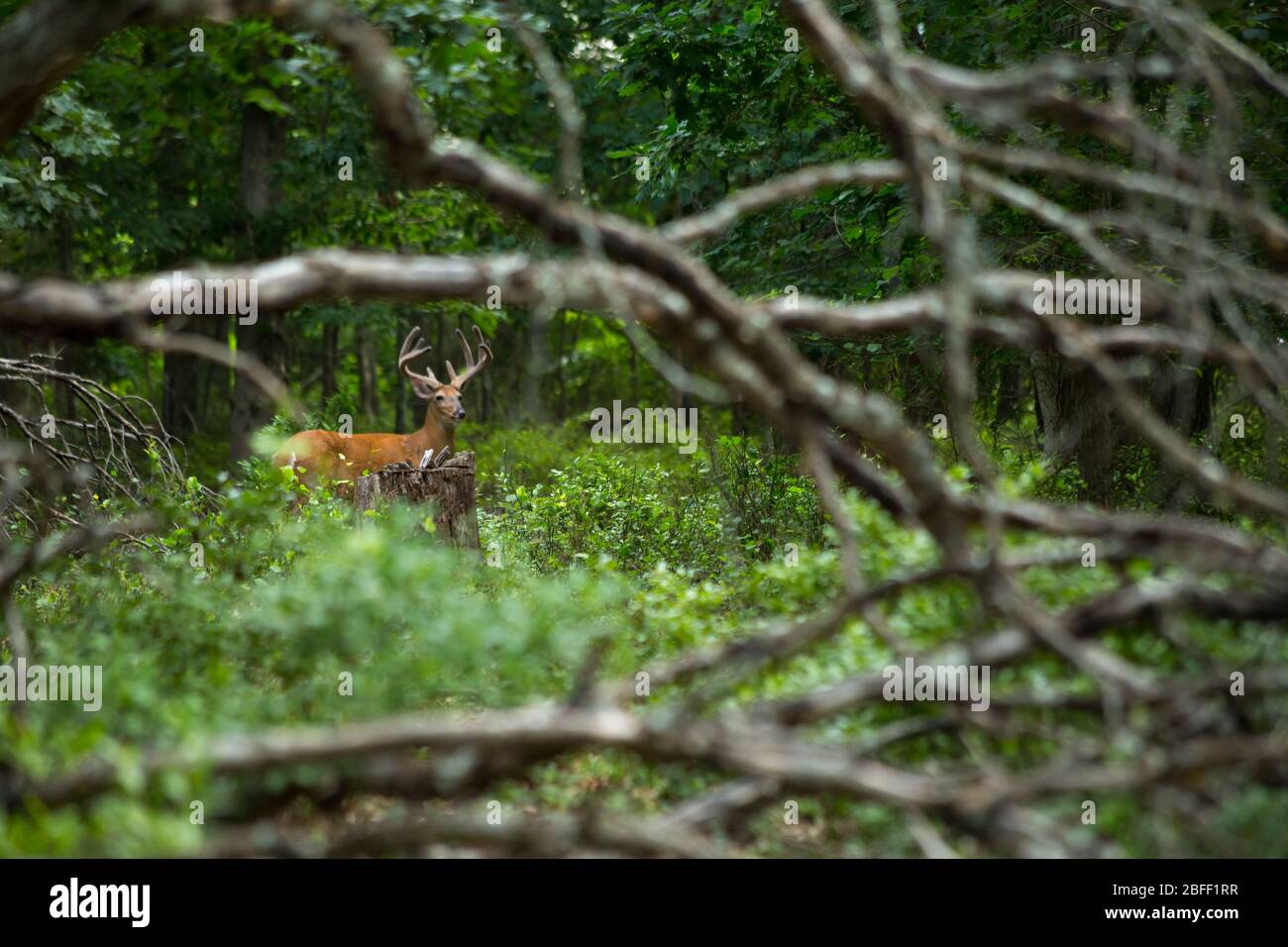 Un gros buck blanc de queue traverse une forêt épaisse. Banque D'Images Un gros buck blanc de queue traverse une forêt épaisse. Banque D'Images