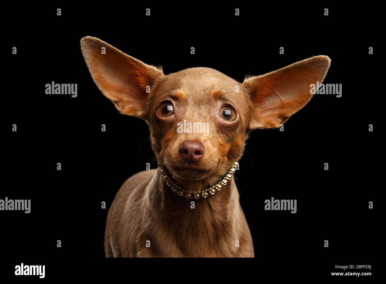 Portrait du Toy Terrier isolé sur fond noir Banque D'Images