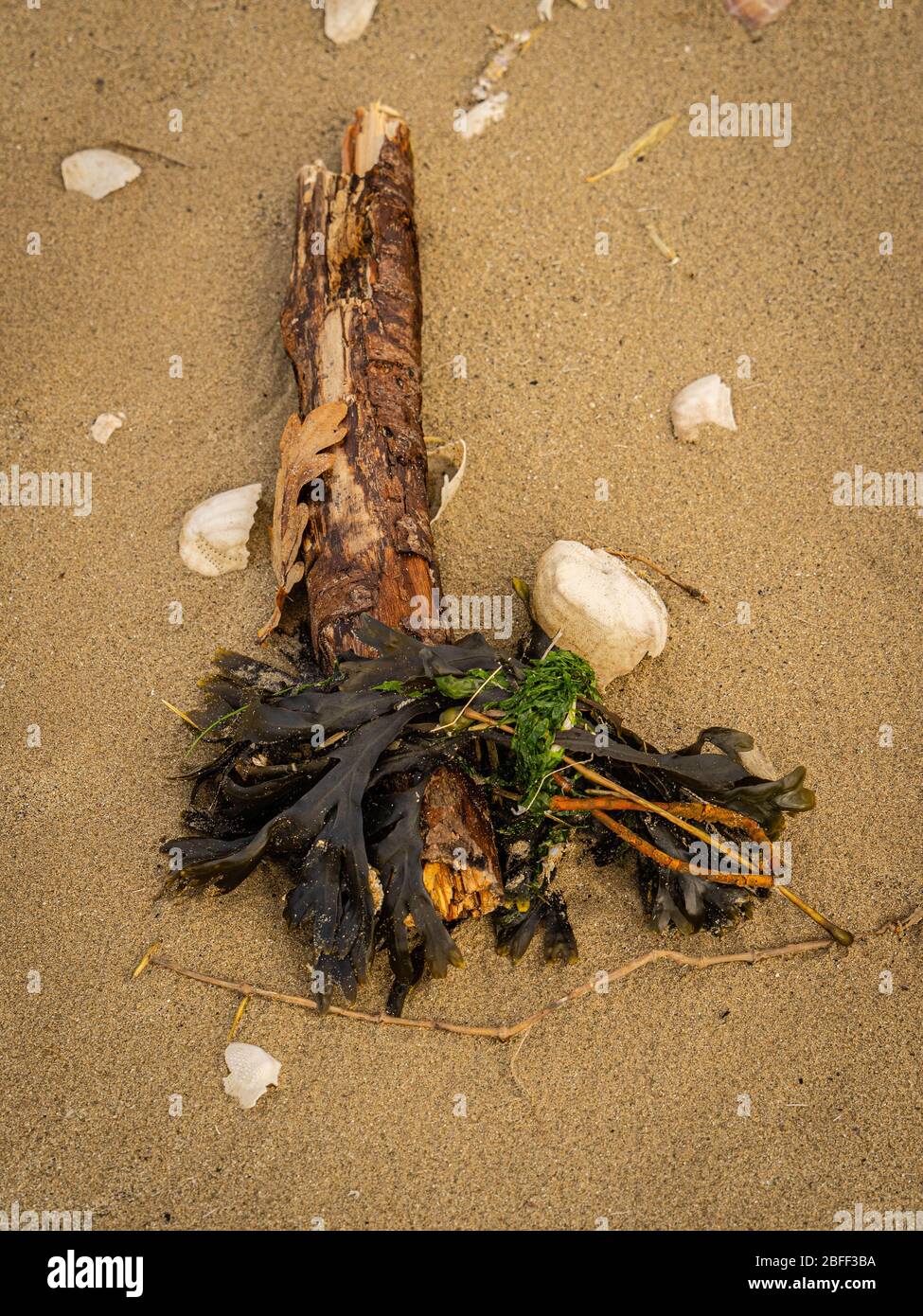 Collez, algues et coquillages sur une plage Banque D'Images