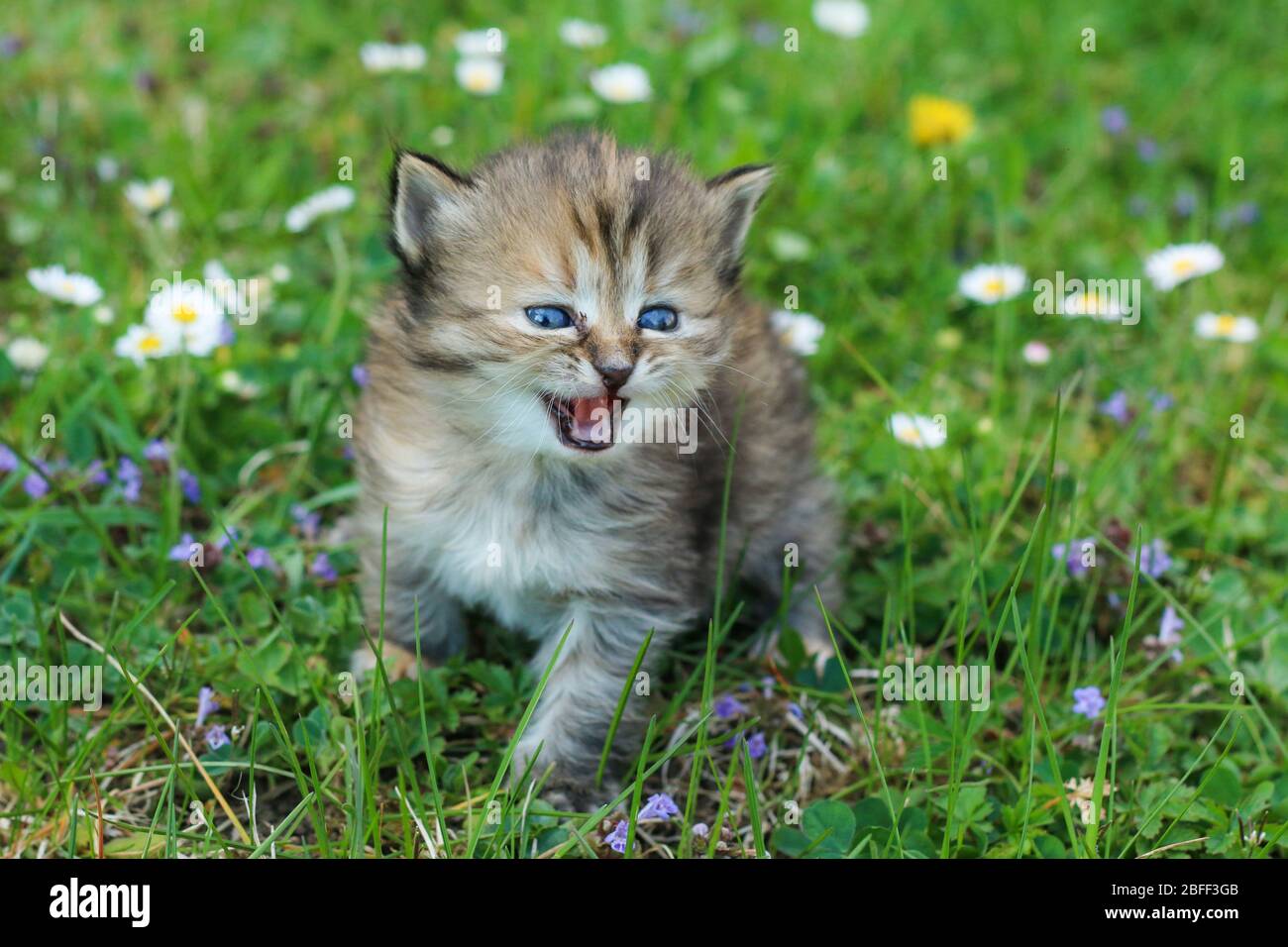 Chatont Mignon jeune chaton Banque de photographies et d’images à haute ...