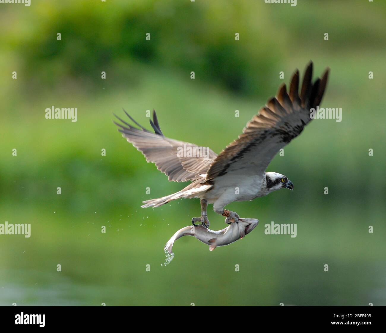 Osprey prend un poisson d'un étang à la propriété de Rothiemurcus, Aviemore Ecosse. Banque D'Images