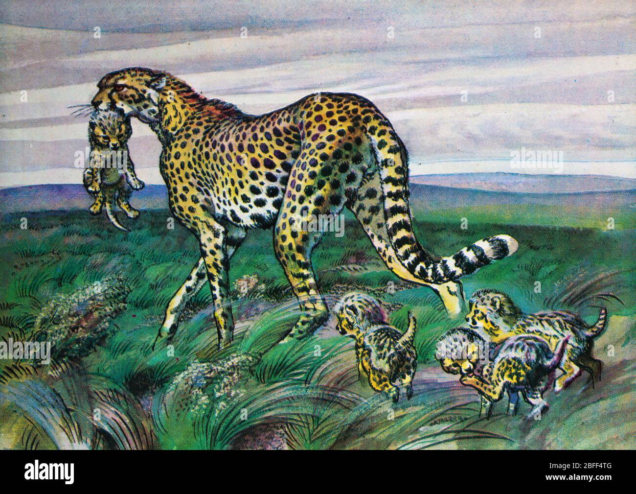 Cheetah asiatique, Acinonyx jubatus venaticus, iranien, cheetah persan, chat Banque D'Images