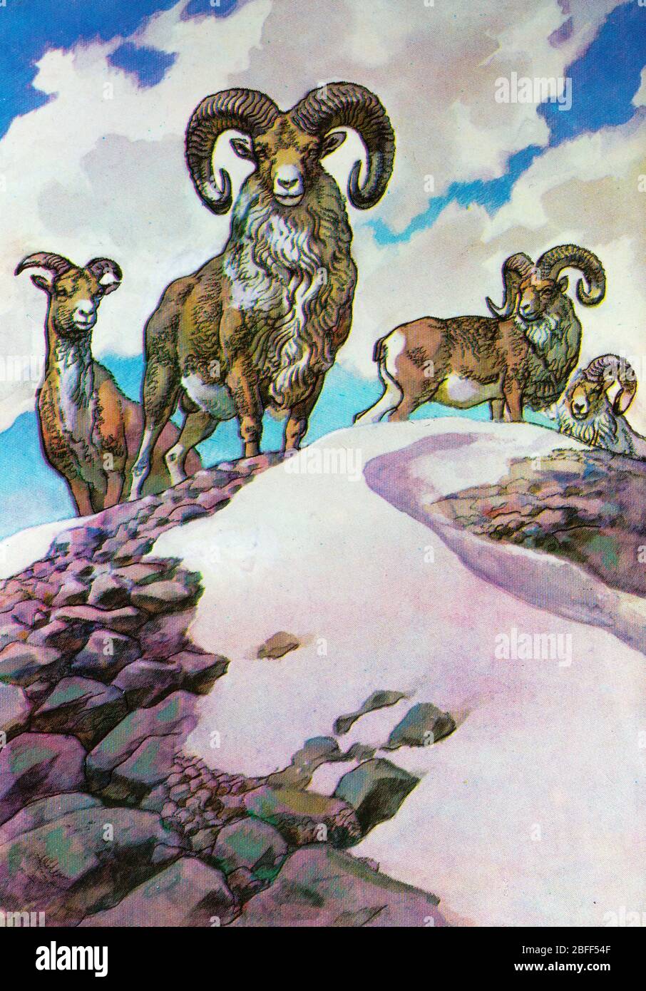Ustyurt mouflon, Ovis orientalis cycloceros, mouflon, moutons de montagne turkmène Banque D'Images
