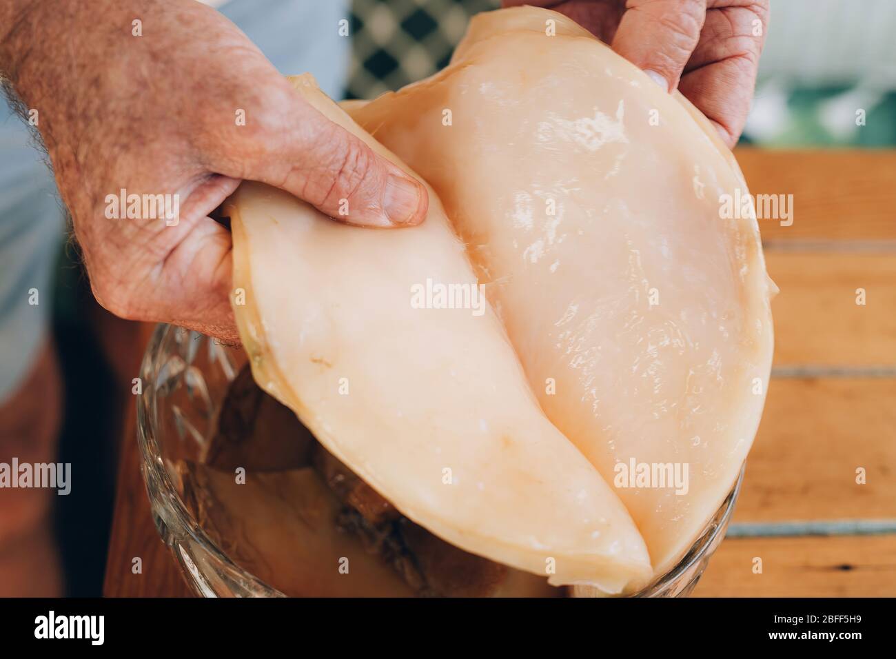 Mains de l'homme divisant le probiotique des champignons Kombucha. Régime bio superalimentaire sain fermenté thé. Style rustique et lumière naturelle. Banque D'Images