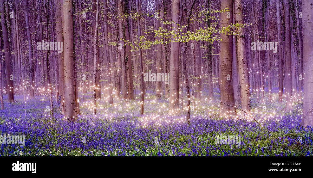 Un paysage forestier enchanteur enchanteur avec des étoiles de poussière de pixie chatoyantes sur un beau tapis de bluebells bleus. Banque D'Images