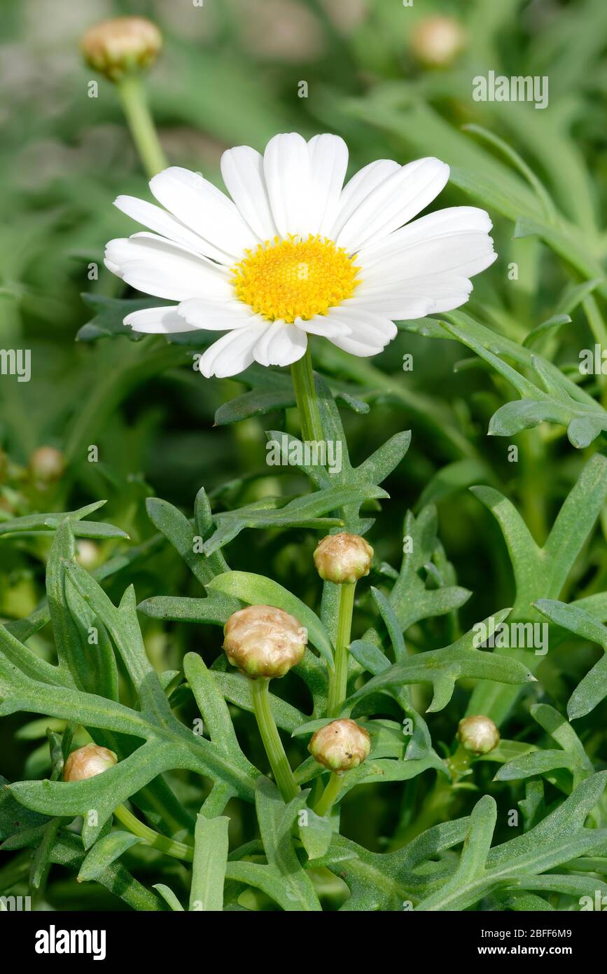 Marguerite ou Paris Daisy - Argyranthemum frutescens Garden Plant & Native des îles Canaries Banque D'Images