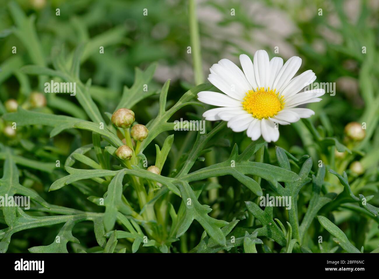 Marguerite ou Paris Daisy - Argyranthemum frutescens Garden Plant & Native des îles Canaries Banque D'Images