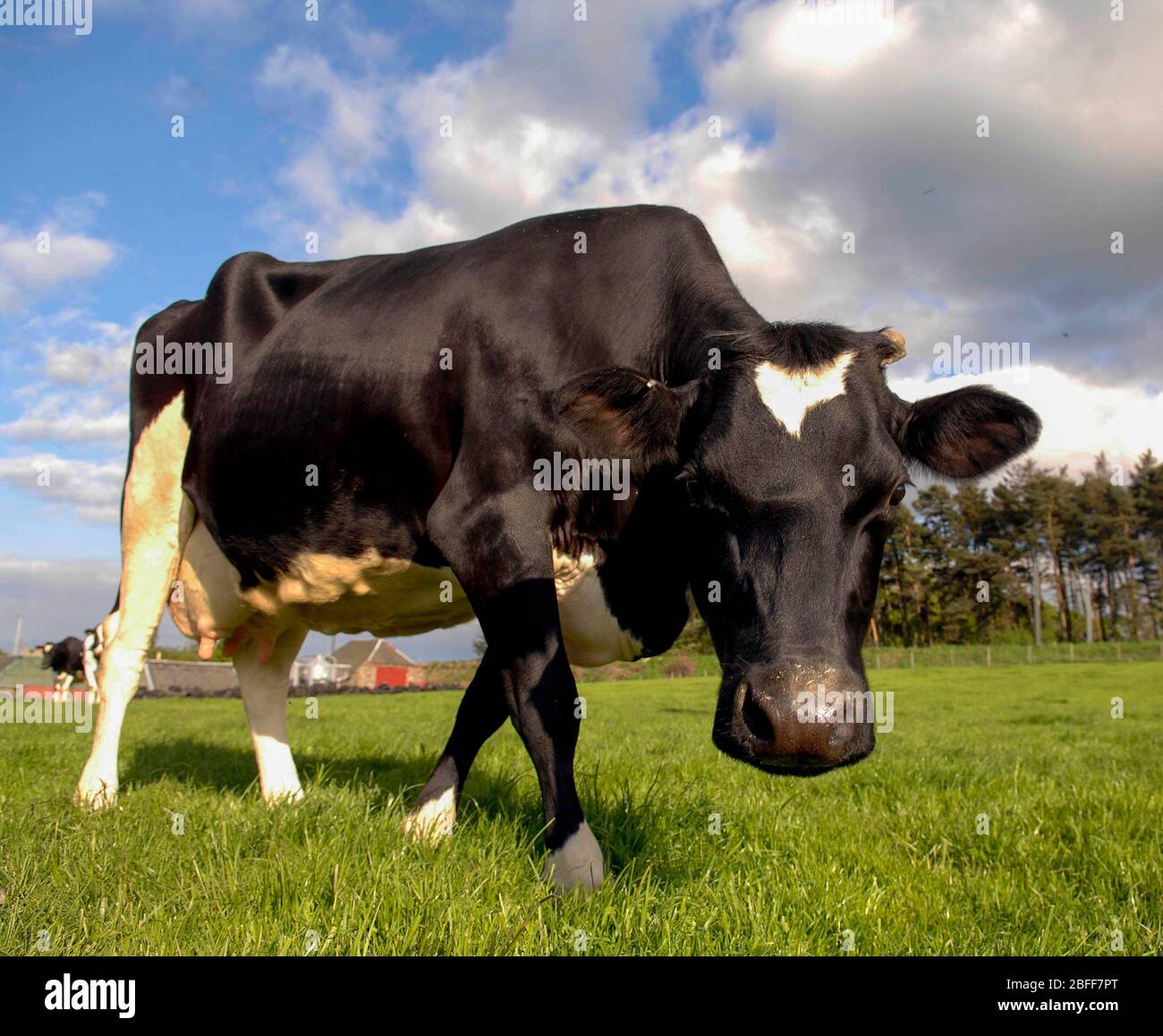 Le bétail laitier de la Fritésie se braque dans un champ près de Kirknewton, Lothian de l'Ouest. Banque D'Images