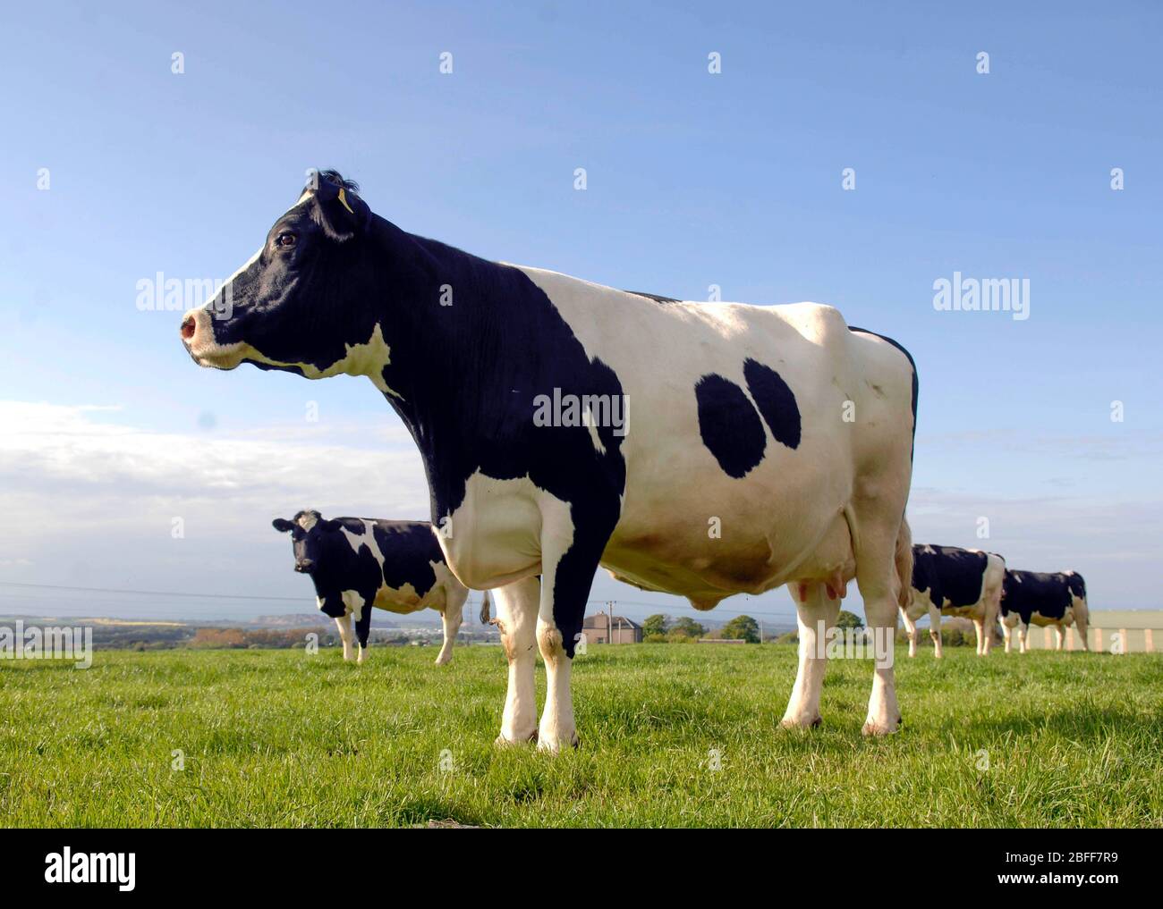 Le bétail laitier de la Fritésie se braque dans un champ près de Kirknewton, Lothian de l'Ouest. Banque D'Images