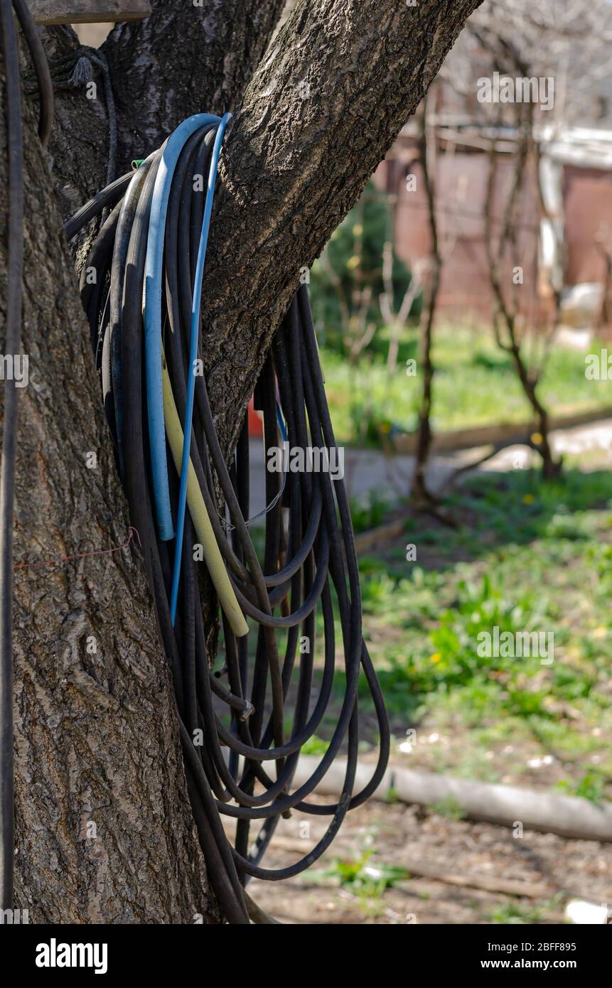 Un tuyau de jardin est suspendu dans un arbre et est prêt à être utilisé pour arroser le jardin. Un groupe de flexibles usagés sur un arbre d'abricot. Journée de printemps ensoleillée. Fcu sélectif Banque D'Images