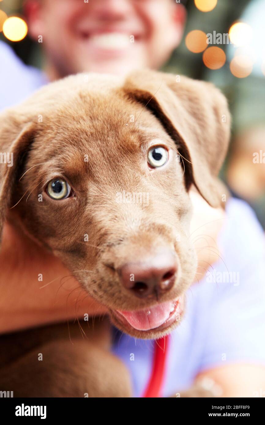 Un chiot très heureux est embrassé par son propriétaire Banque D'Images