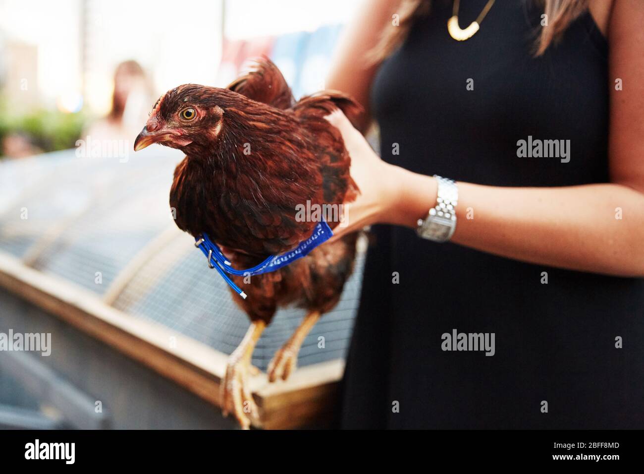 Une femme bien habillée tient une poule pour la première fois Banque D'Images