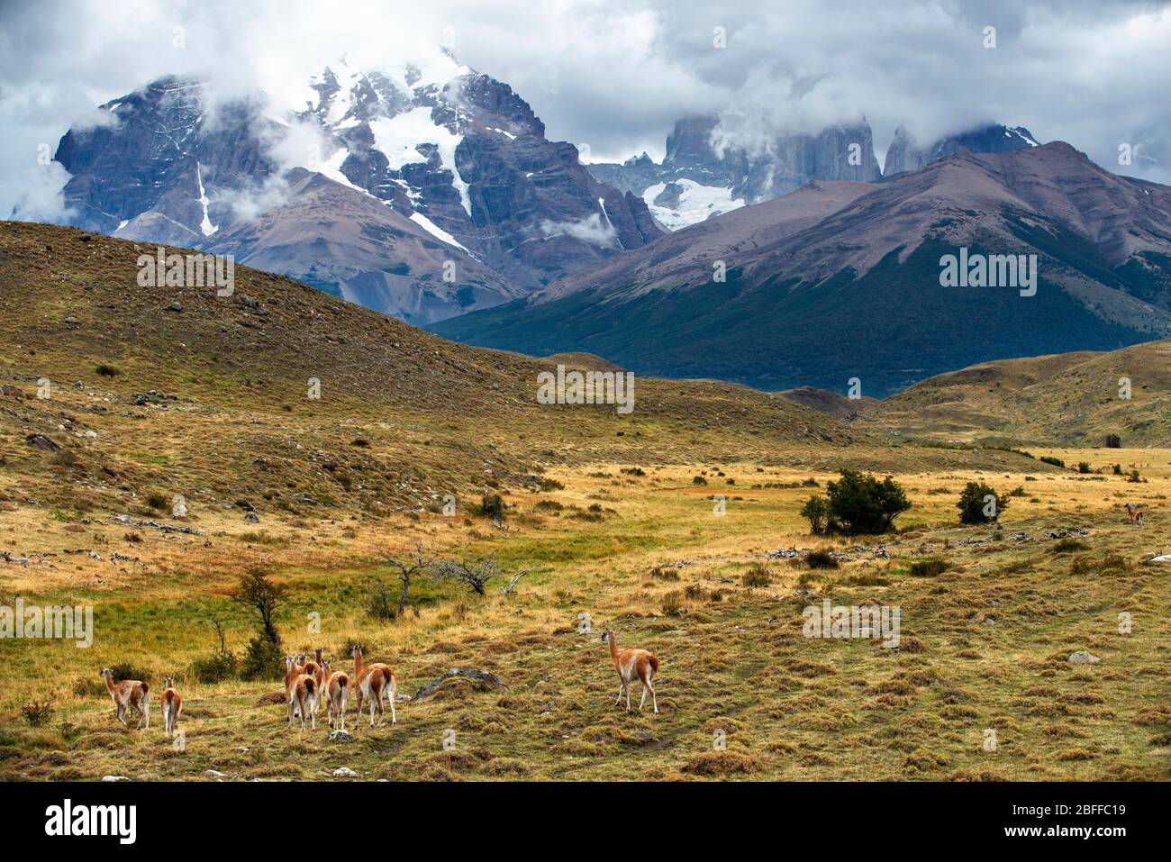 Petit troupeau de Guanacos Lama guanicoe dans le parc national de Torres del Paine Puerto Natales, province d'Ultima Esperanza, Patagonia, Chili. Banque D'Images