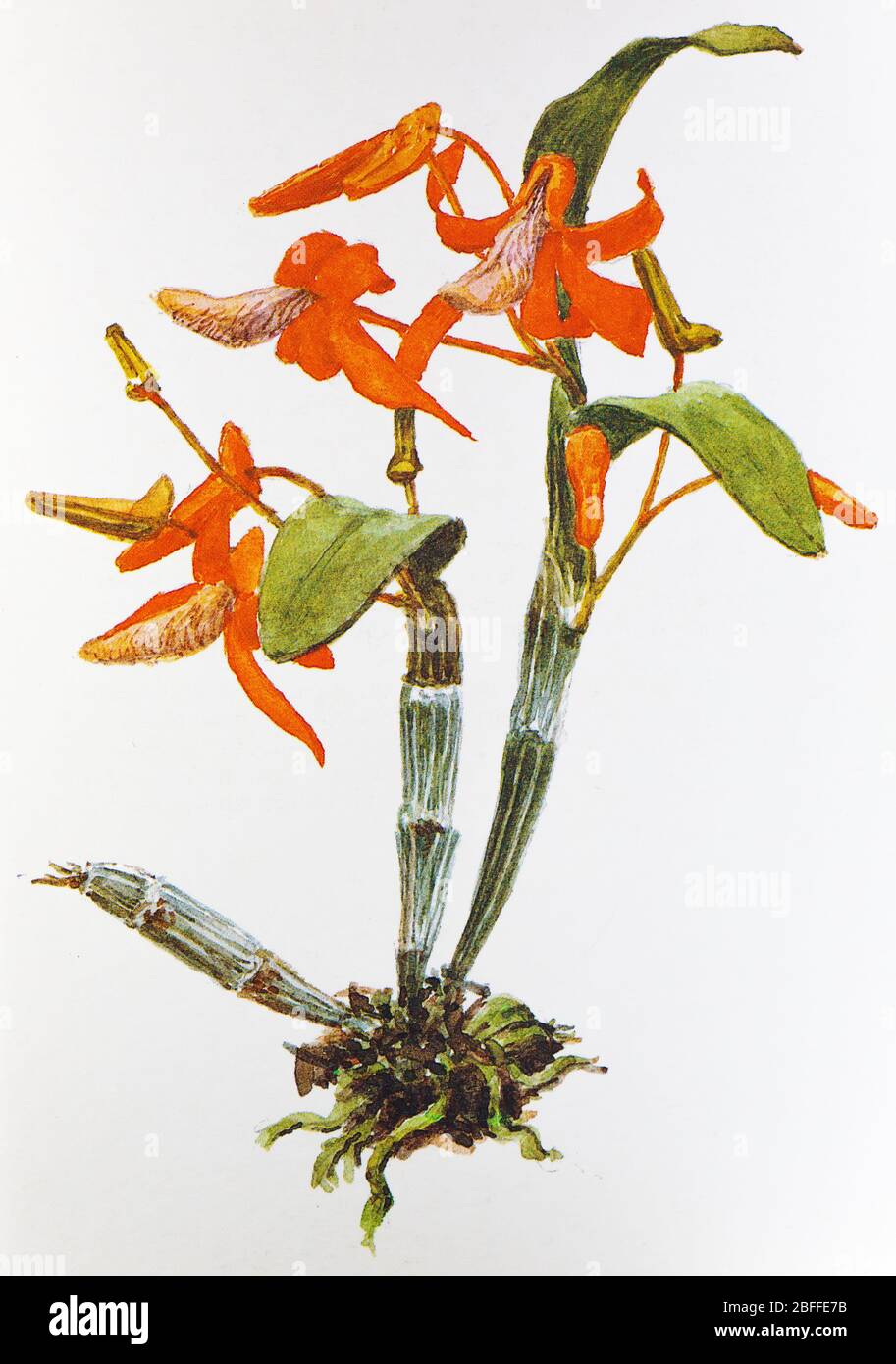 Dendrobium unicum, dendrobium unique, fleur d'orchidée, illustration de carte postale soviétique, 1988 Banque D'Images