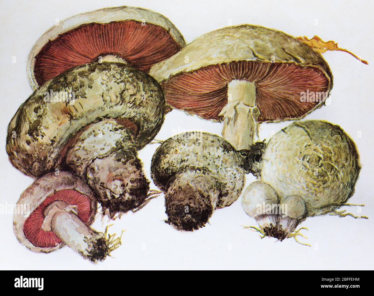 Agaricus campestris, champignons de campagne, champignons de prairie Banque D'Images