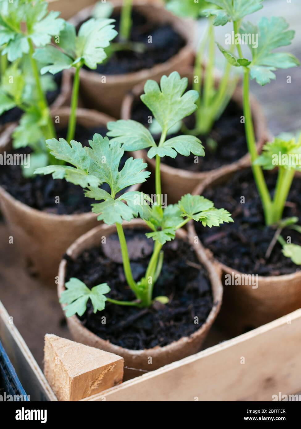 Plantules de céleri-rave biodégradables pots de plantation de tourbe Banque D'Images