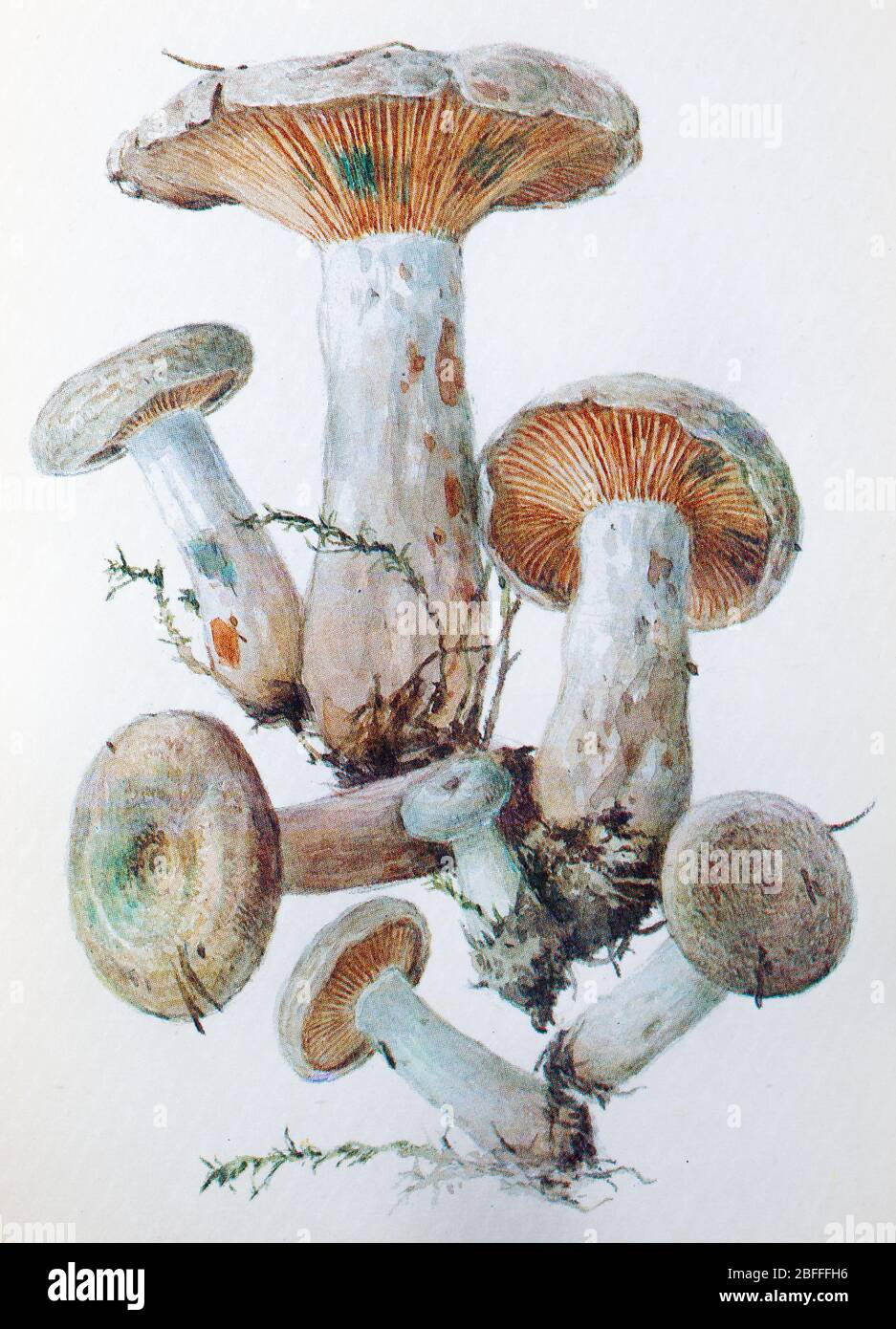 Lactarius deterrimus, faux milkcap de safran, champignon à millkcap orange Banque D'Images