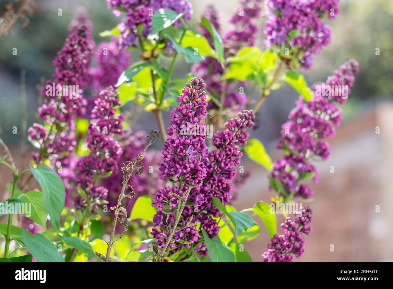 Plusieurs fleurs d'un arbre lilas se rapprochés Banque D'Images