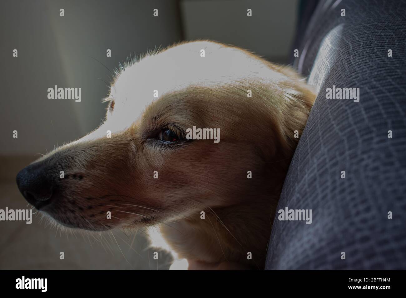 Rome, 20 avril 2020. Un chien se détend dans la maison, cherche une rayon de soleil pour se réchauffer. Banque D'Images