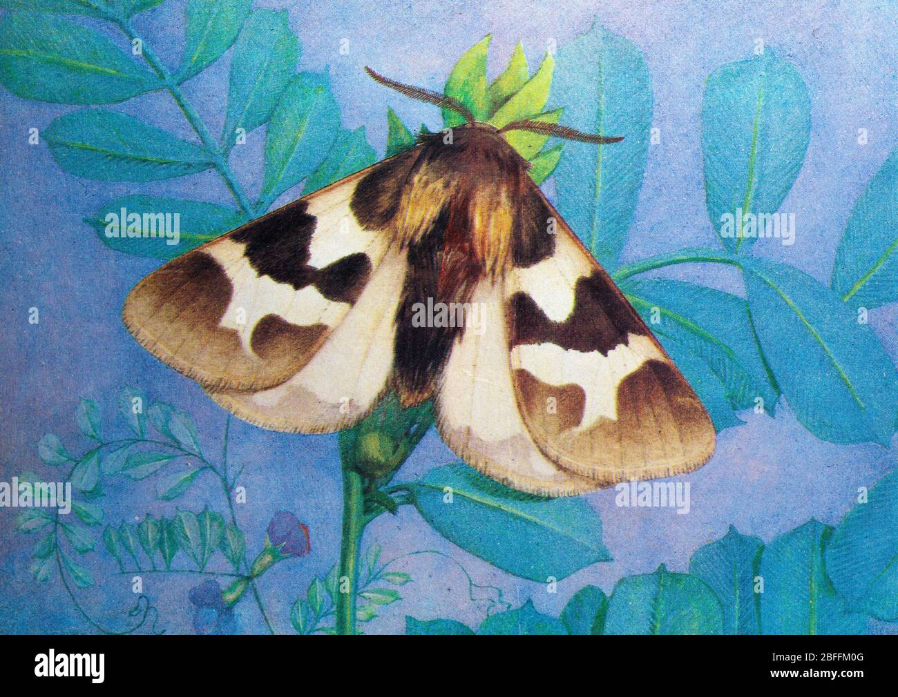 Watsonarctia deserta, pulsion de la pellatte Banque D'Images