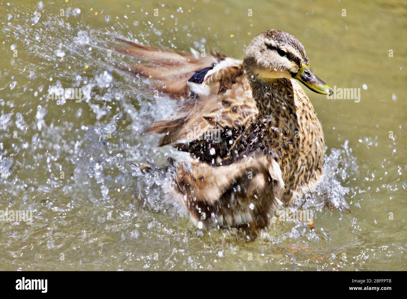 Piscine de canard sur un lac Banque D'Images