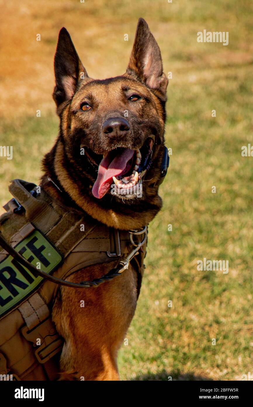 Sa langue pendait et portait un uniforme de service de sheriffs, un chien de police pose lors d'une manifestation K-9 à Riverside, CA Banque D'Images