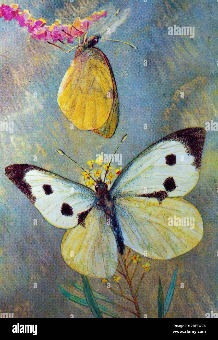 Pieris brassicae, grand blanc, papillon de chou, papillon blanc de chou Banque D'Images