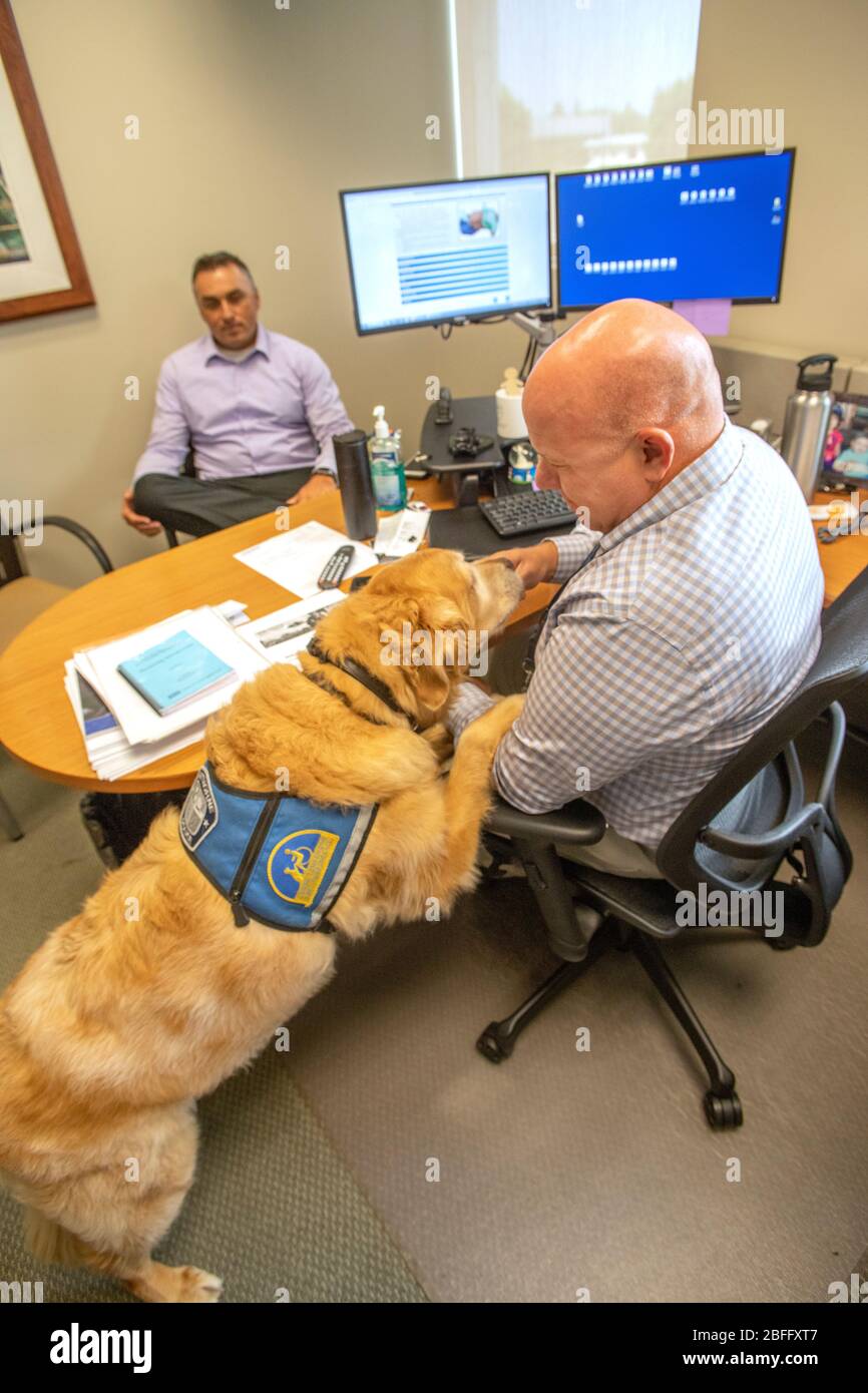 Portant sa veste officielle, un chien de confort interagit avec le personnel du service de police de Hawthorne, Californie. Banque D'Images